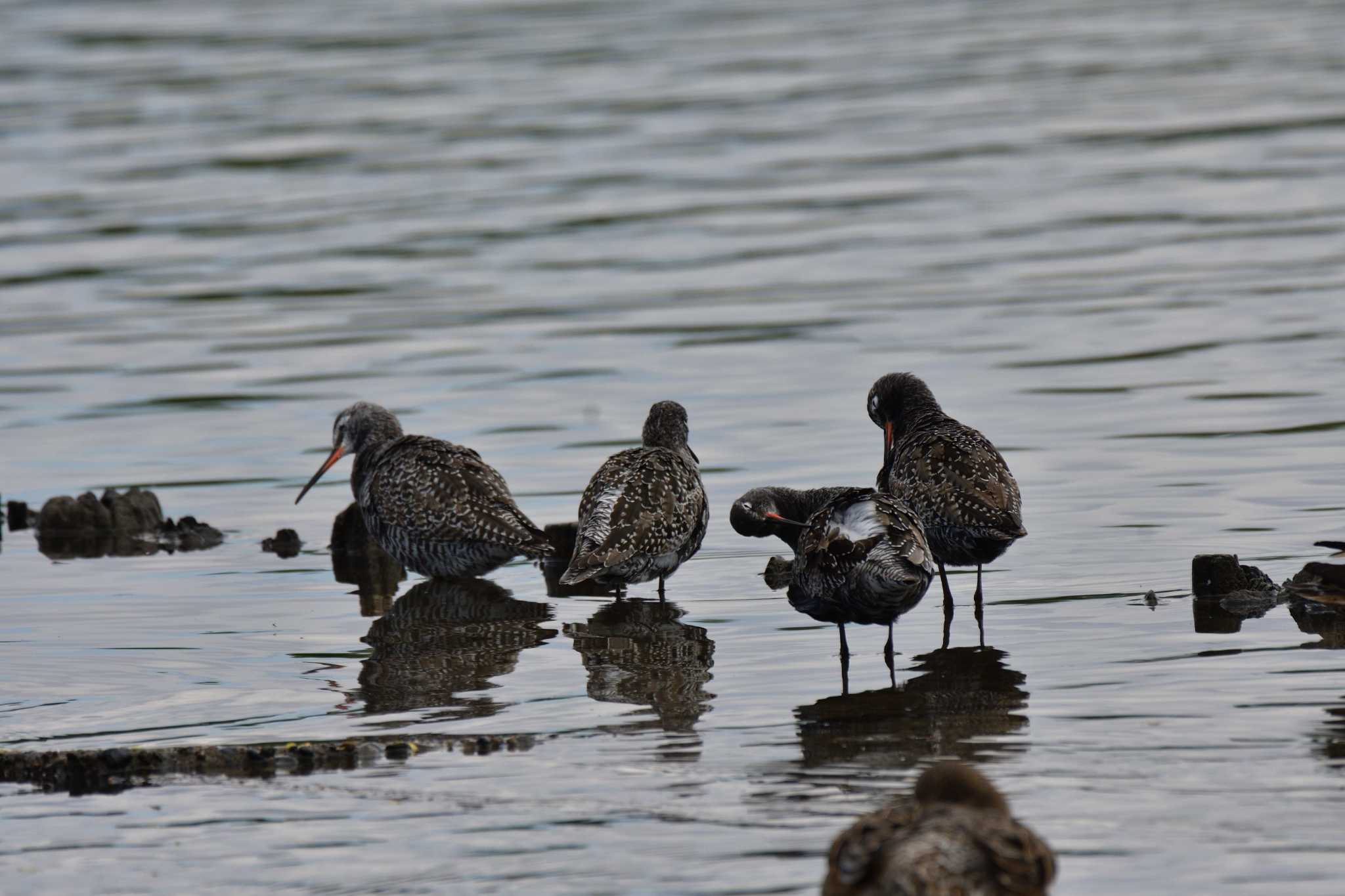 Photo of Spotted Redshank at 瓢湖 by やなさん