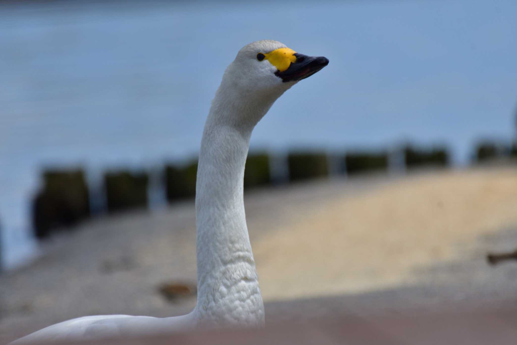 Tundra Swan