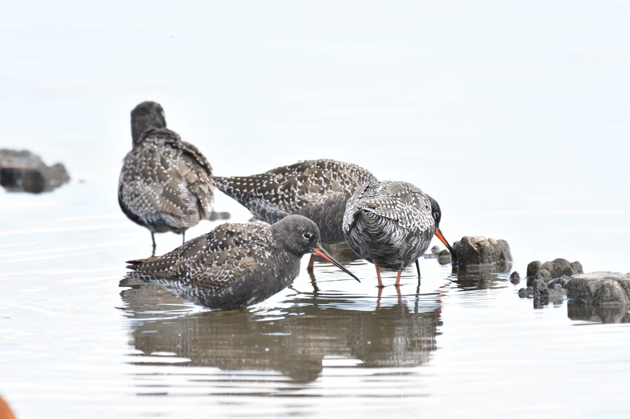 Spotted Redshank