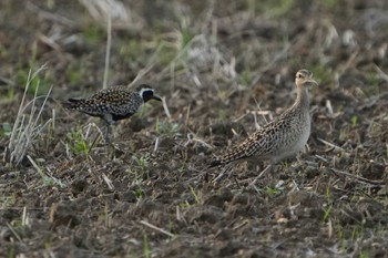 Little Curlew 神戸市西区 Mon, 4/25/2022