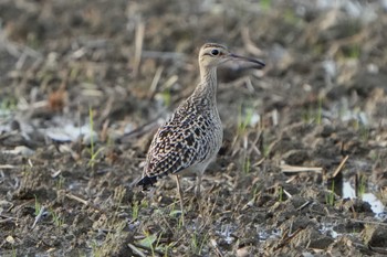 Little Curlew 神戸市西区 Mon, 4/25/2022