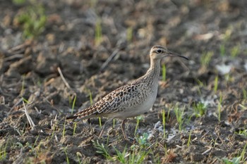 2022年4月25日(月) 神戸市西区の野鳥観察記録