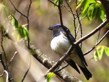 Blue-and-white Flycatcher 伊香保森林公園 Sat, 4/30/2022