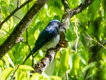 Blue-and-white Flycatcher Hinohara Tomin no mori Sat, 4/30/2022