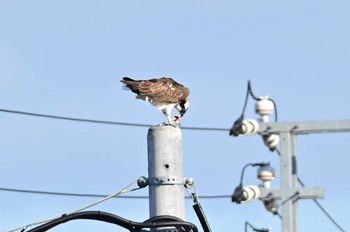 Thu, 12/9/2021 Birding report at 米子水鳥公園