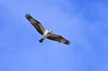 ミサゴ 米子水鳥公園 2021年12月9日(木)