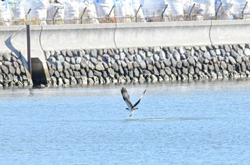 ミサゴ 米子水鳥公園 2021年12月9日(木)