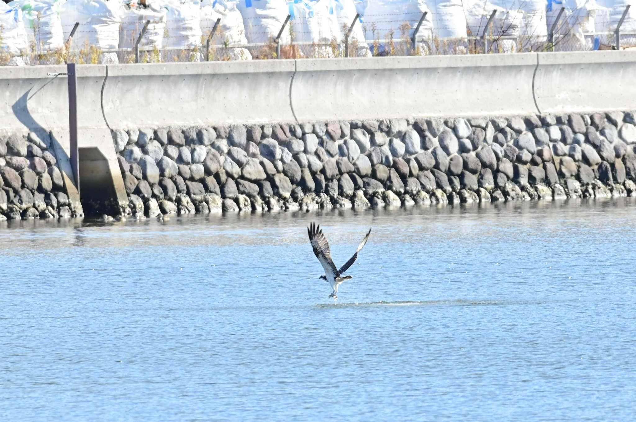 米子水鳥公園 ミサゴの写真 by Buchiaz