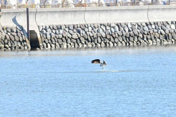 ミサゴ 米子水鳥公園 2021年12月9日(木)