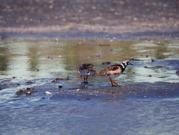 キョウジョシギ ふなばし三番瀬海浜公園 2017年9月18日(月)