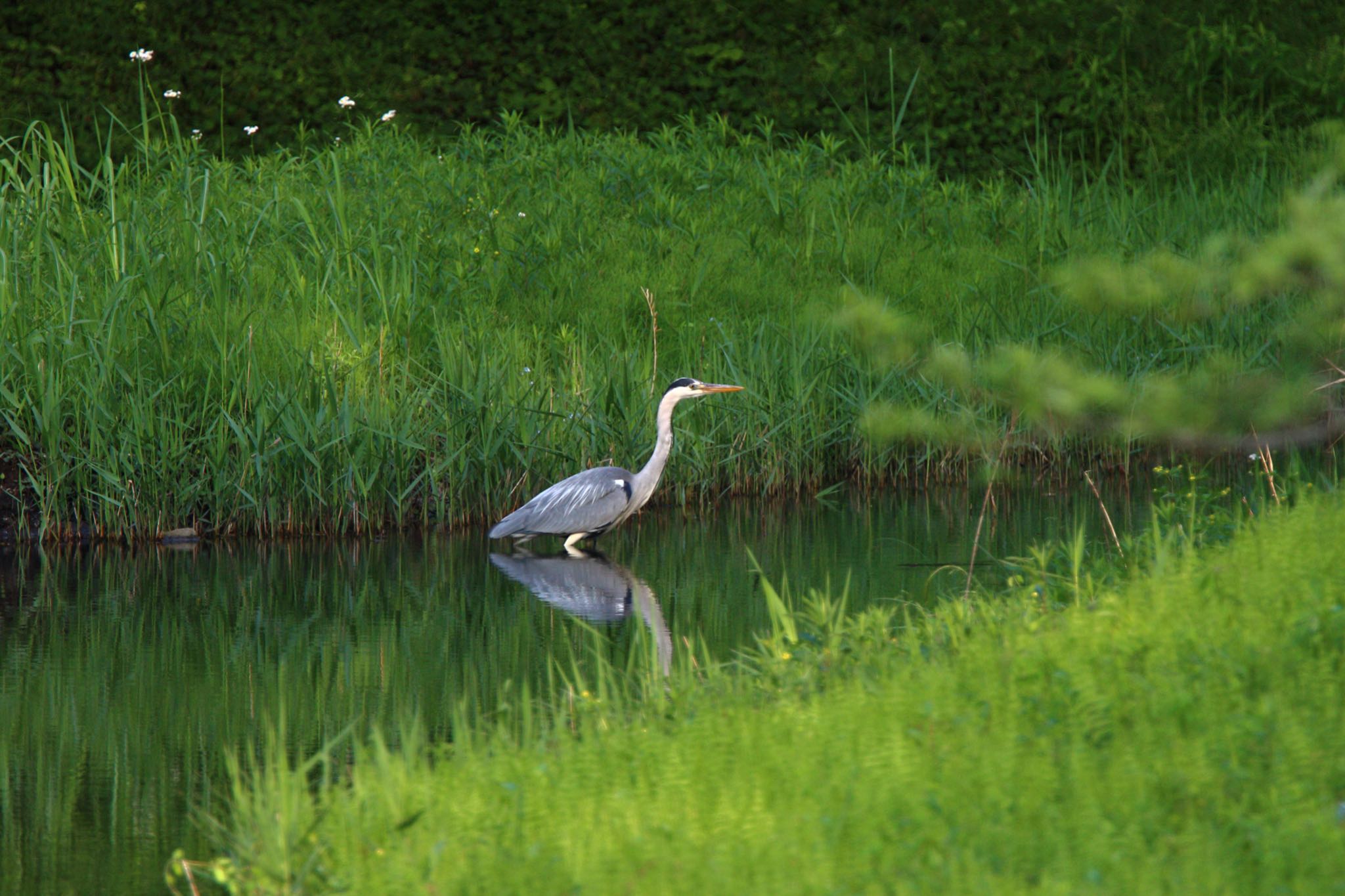 Photo of Grey Heron at Yatoyama Park by こぐまごろう