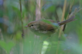 Japanese Bush Warbler Yatoyama Park Sat, 4/30/2022