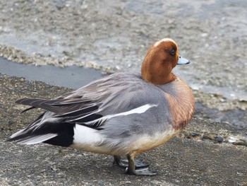 Eurasian Wigeon 日の出三番瀬沿い緑道 Sat, 4/23/2022