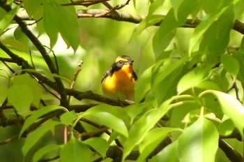 Narcissus Flycatcher Osaka castle park Sat, 4/30/2022