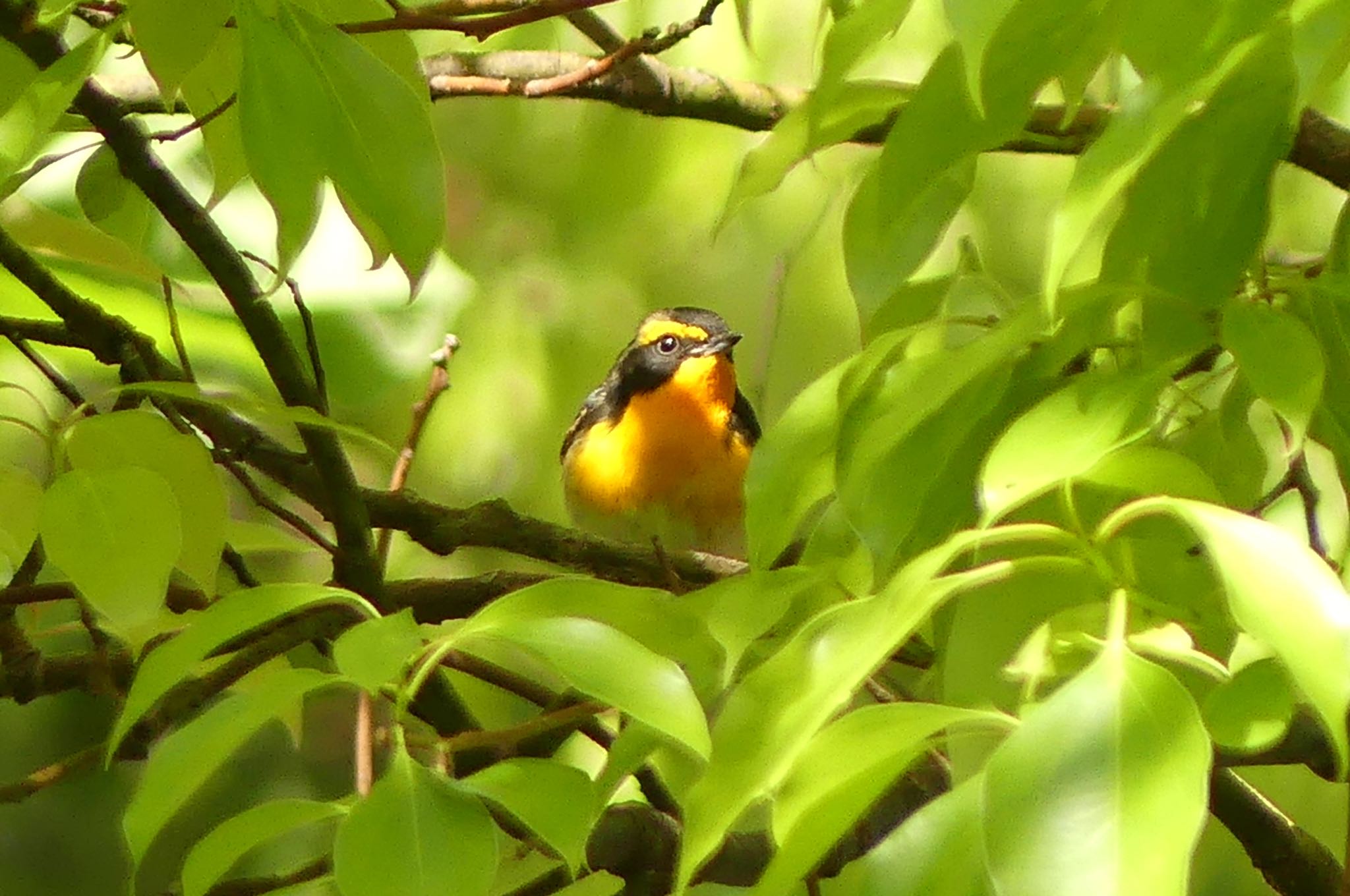 Narcissus Flycatcher