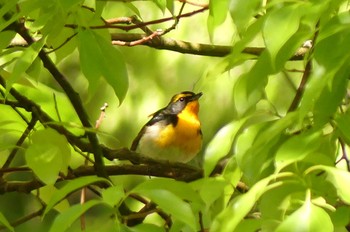 Narcissus Flycatcher Osaka castle park Sat, 4/30/2022