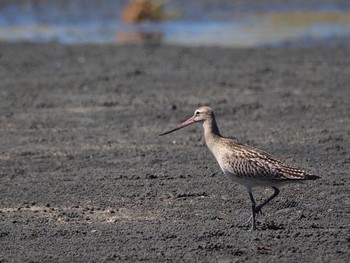 オオソリハシシギ ふなばし三番瀬海浜公園 2017年9月18日(月)