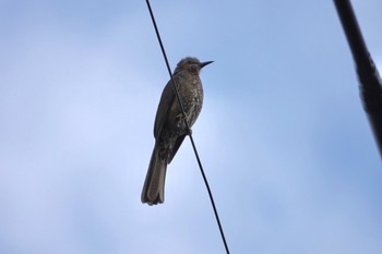 Brown-eared Bulbul(ogawae) Amami Island(General) Thu, 4/7/2022