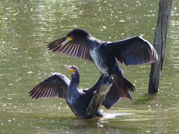 Great Cormorant Mizumoto Park Sat, 4/30/2022