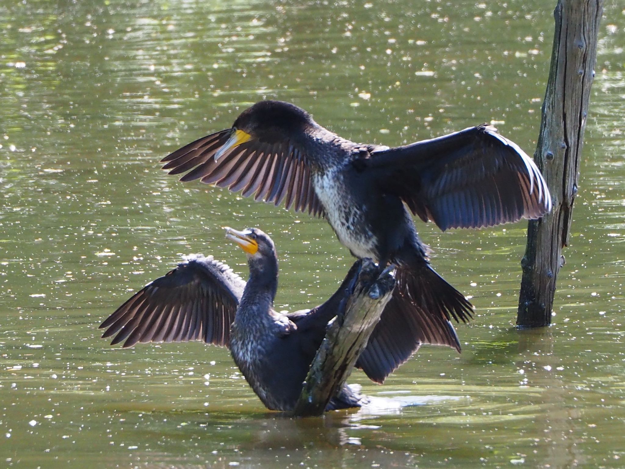 Photo of Great Cormorant at Mizumoto Park by mk623