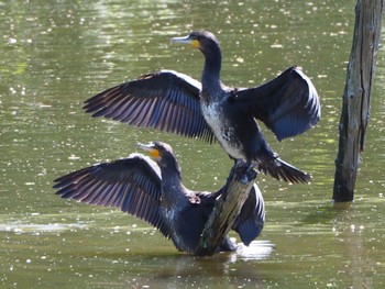 Great Cormorant Mizumoto Park Sat, 4/30/2022