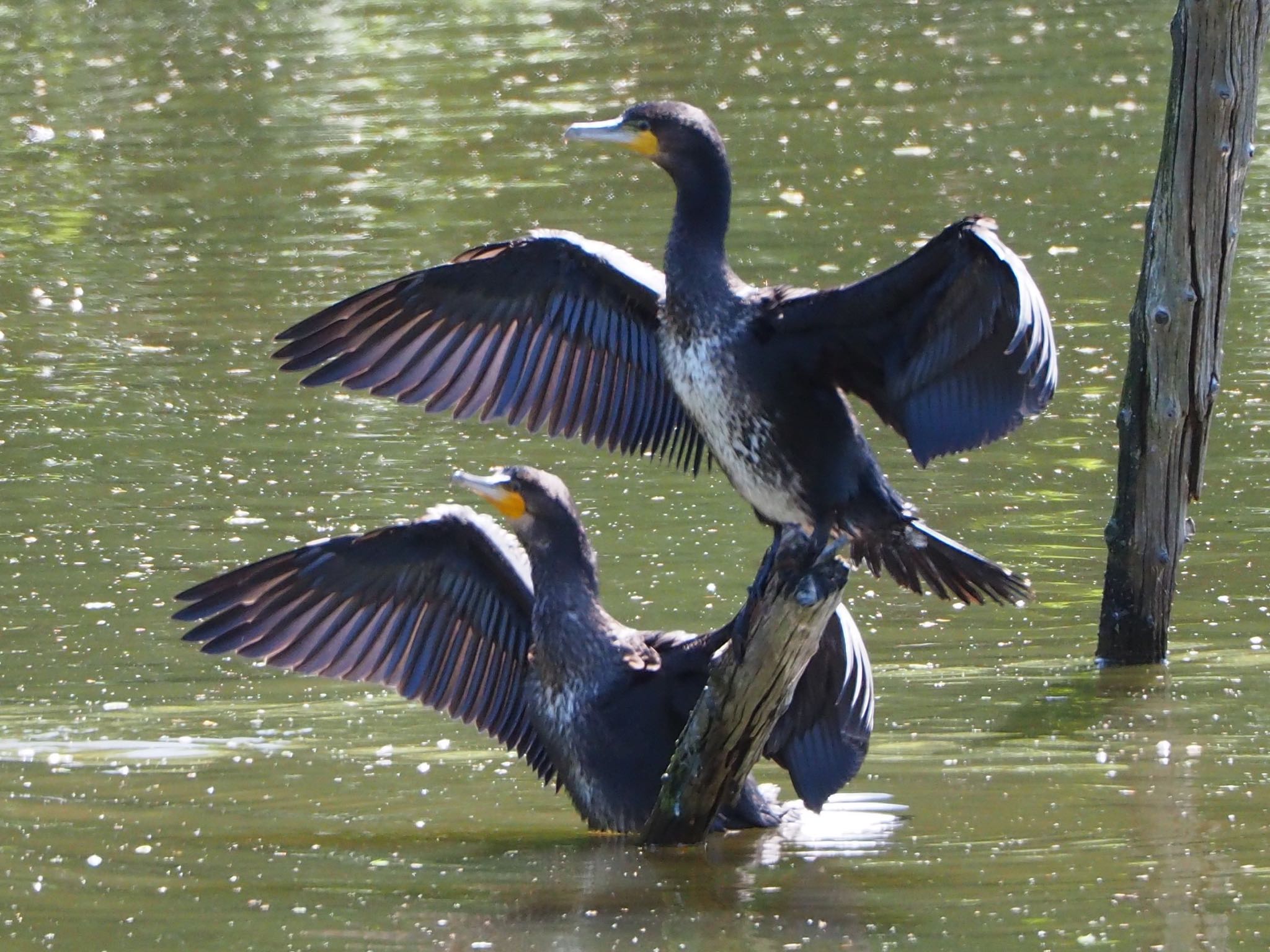 Photo of Great Cormorant at Mizumoto Park by mk623