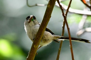 Long-tailed Tit 油山市民の森 Sat, 4/30/2022