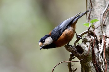 Varied Tit 油山市民の森 Mon, 4/18/2022