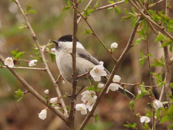 Sat, 4/30/2022 Birding report at Yanagisawa Pass