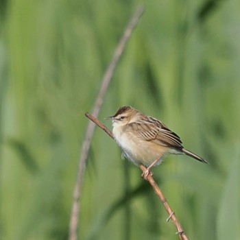 Sat, 4/30/2022 Birding report at 秋ヶ瀬公園付近