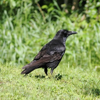 ハシボソガラス 秋ヶ瀬公園付近 2022年4月30日(土)