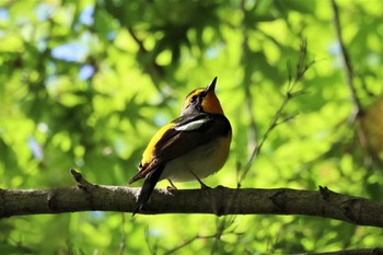 2022年4月30日(土) 早戸川林道の野鳥観察記録