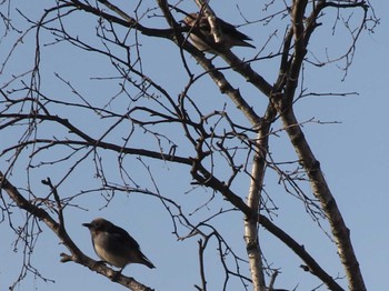 2022年4月30日(土) 白樺湖の野鳥観察記録