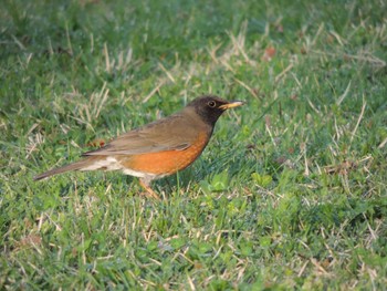 Tue, 4/12/2022 Birding report at 猿江恩賜公園