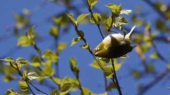 メジロ 軽井沢野鳥の森 2022年4月30日(土)