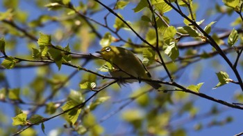 メジロ 軽井沢野鳥の森 2022年4月30日(土)