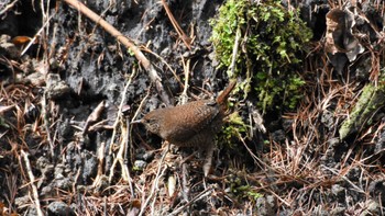 ミソサザイ 軽井沢野鳥の森 2022年4月30日(土)