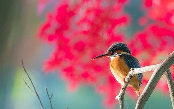 カワセミ 場所が不明 2017年11月27日(月)