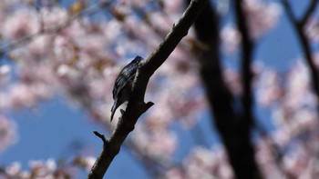 オオルリ 軽井沢野鳥の森 2022年4月30日(土)