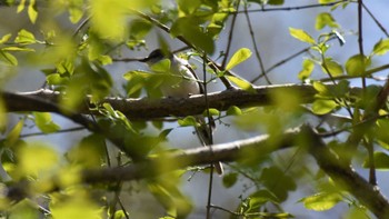 サンショウクイ 軽井沢野鳥の森 2022年4月30日(土)