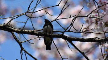 オオルリ 軽井沢野鳥の森 2022年4月30日(土)