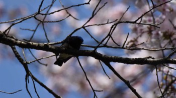 オオルリ 軽井沢野鳥の森 2022年4月30日(土)