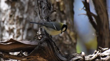 シジュウカラ 軽井沢野鳥の森 2022年4月30日(土)