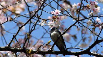 Sat, 4/30/2022 Birding report at Karuizawa wild bird forest