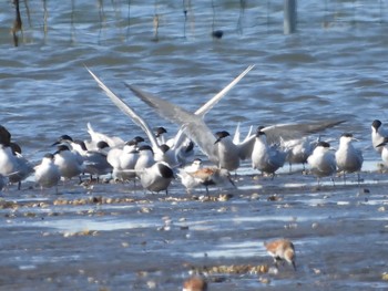 アジサシ ふなばし三番瀬海浜公園 2022年4月30日(土)