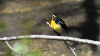 キビタキ 軽井沢野鳥の森 2022年4月30日(土)