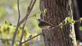 メボソムシクイ 軽井沢野鳥の森 2022年4月30日(土)