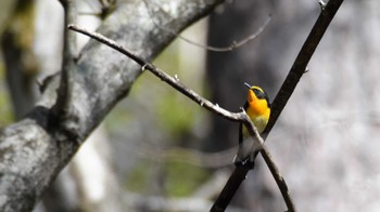 キビタキ 軽井沢野鳥の森 2022年4月30日(土)