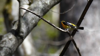 キビタキ 軽井沢野鳥の森 2022年4月30日(土)