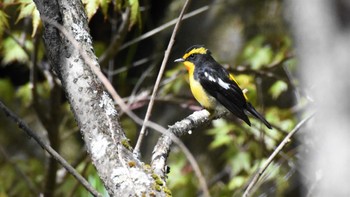 キビタキ 軽井沢野鳥の森 2022年4月30日(土)